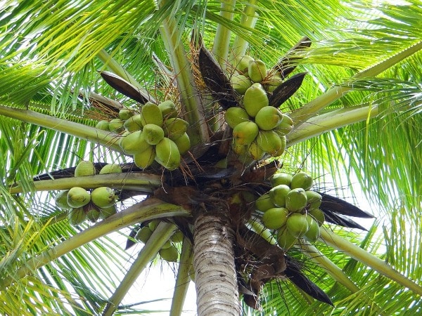 Coconut नारियल naariyal Is eating raw coconut good for you?