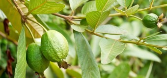 Guava – Inexpensive Healthiest Fruit from Nature