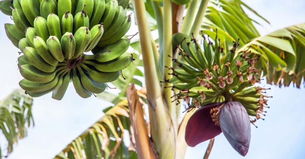 Banana-Tree-Ethakka-Nature’s-Gift-For-Your-Health-Ehtkaa podi ...