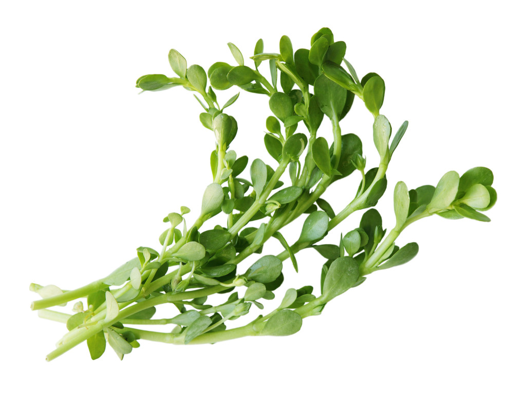 Brahmi leaves - Healthyliving from Nature - Buy Online