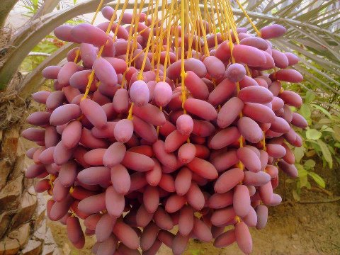 Health Benefits of Date Palm to the brain Fresh Dates Natural Cancer Cure