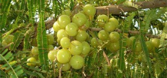 Gooseberry – A Natural Health Rejuvenator