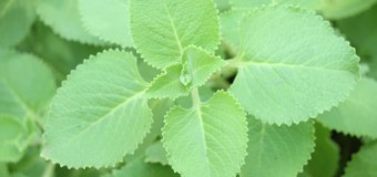 Indian Borage – Fleshy Perennial Plant With An Oregano Flavour