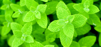 Mint Leaves – One Of The Oldest Seasoning And Flavoring Agent