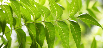 Neem Leaves – The one which keeps all diseases at bay