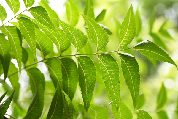 Neem Leaves The One Which Keeps All Diseases At Bay 