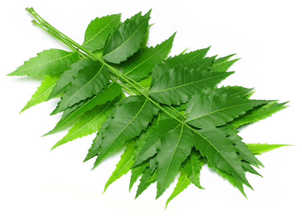 Neem leaves and its uses Healthyliving from Nature Buy Online