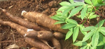 Kappa (tapioca) cassava root health benefits,nutrition facts