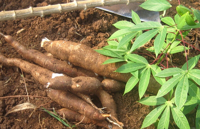 Kappa (tapioca) cassava root health benefits,nutrition facts ...