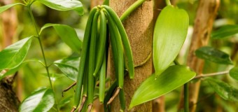 Vanilla – The orchid with a Commercial Fruit