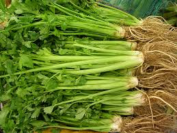 Celery plant