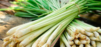 Lemongrass oil – An oil with healing power