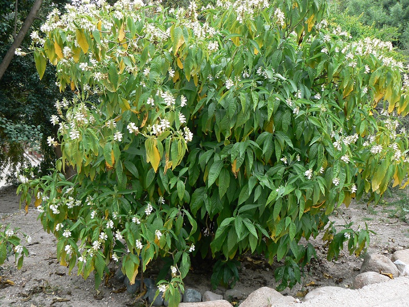 Adalodakam or Malabar Nut plant