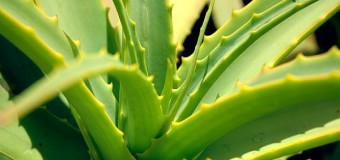 Aloe Vera – A Nutritious plant with short and fleshy leaves