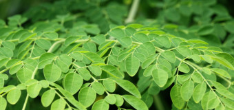 Are you using Moringa leaves in your diet? What is its medicinal qualities?
