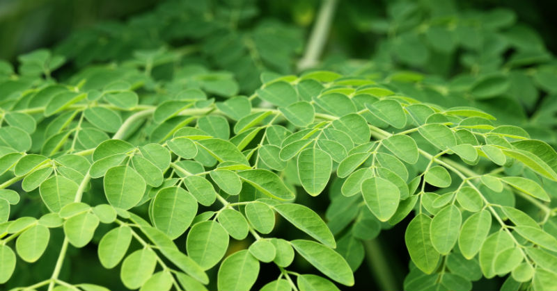 Are you using Moringa leaves in your diet. What is its medicinal qualities.