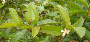 Guava leaves – The leaves with immense medicinal value