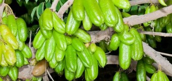 What’s the benefit of using bilimbi fruits in our diet? Does it have any health benefits?