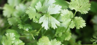 What’s the health benefits of using Coriander leaves? Can it be used in our diet?