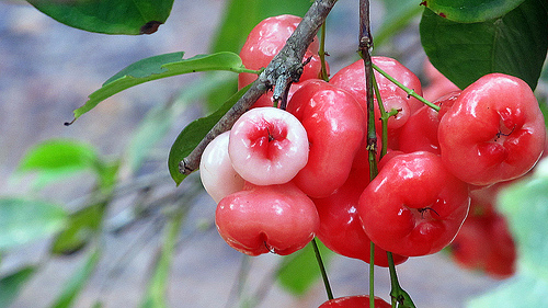 chambakka-kerala fruits- rose apple