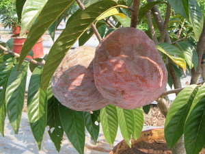 custard apple nadan-kerala-fruits-nadan pazham aathachakka