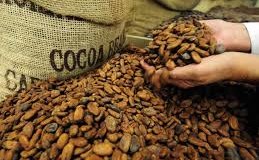 Do you want to reduce your blood pressure??? Here it is-cocoa