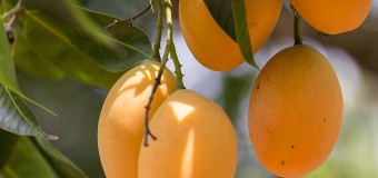 Mango Fruit – (Mangifera indica) (Mampazham)-The king of fruits