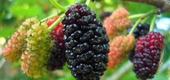 Have you heard of the health benefits of Mulberries? Is it really useful for our body?