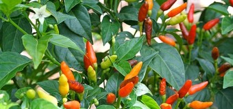 Bird’s eye chillies – Kanthari mulaku (dried) – Health benefits
