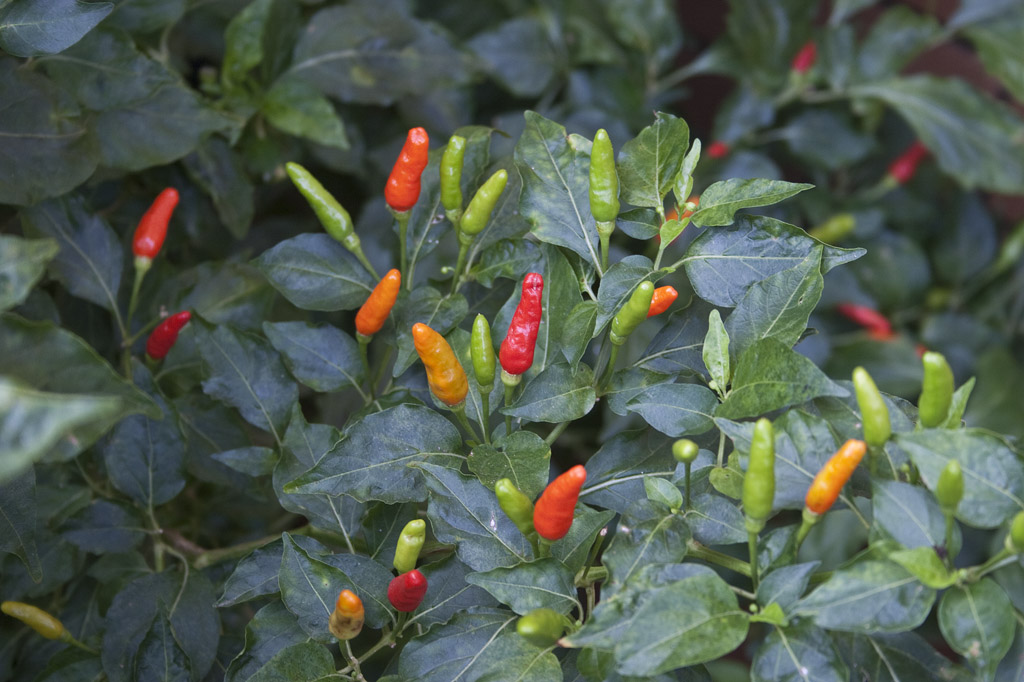 Can birds eye chili help in weight loss. Whats the benefit of taking birds eye chilies in your diet.