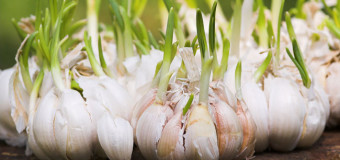 Garlic – Nectar for mortals – Natural antibiotic, antiviral and antifungal