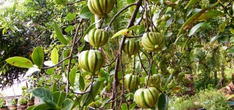 Kudampuli (Cambodgia)-A Natural Anti-oxidant and an effective catalyst for weight loss?How to recognize adultered kodampuli ?