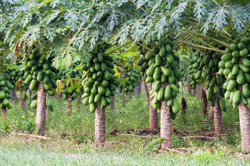 Papaya plantations