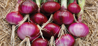 Onion-A traditional indispensable non spice Item found in almost every kitchen in the world.