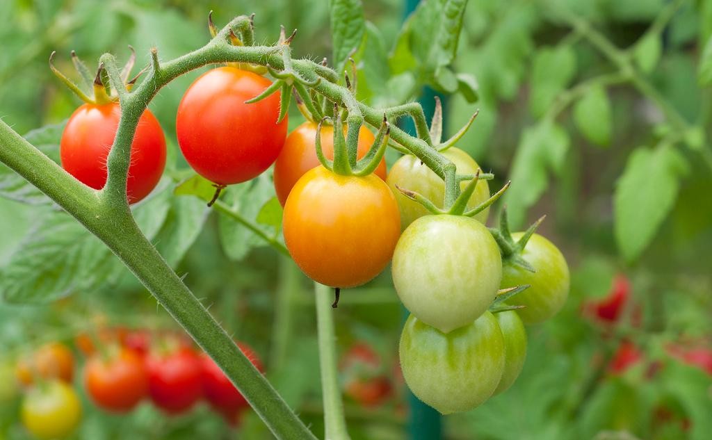 What S The Beneficial Qualities Of Including Tomatoes In Your Diet Healthyliving From Nature Buy Online