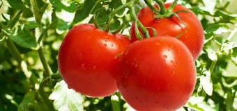 What’s the beneficial qualities of including Tomatoes in your diet?