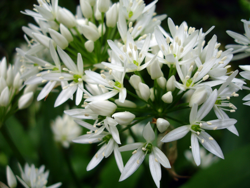 garlic-flowers-nature loc -nature's won pharmacy