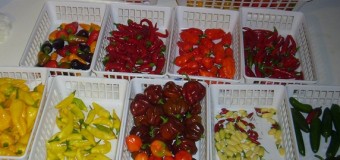 Kinds of pepper (Spices) – Long-Green-White-Black-Bell-Cayenne-Krona Peppers