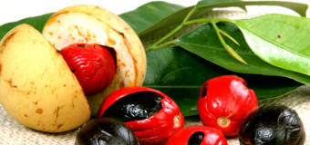 Mace – Nutmeg- prominent flavoring agent in cuisines