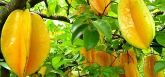 Carambola (star fruits) that helps to fight against heart attacks and stroke