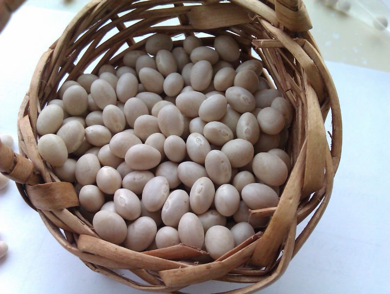 white beans-common beans-navy beans