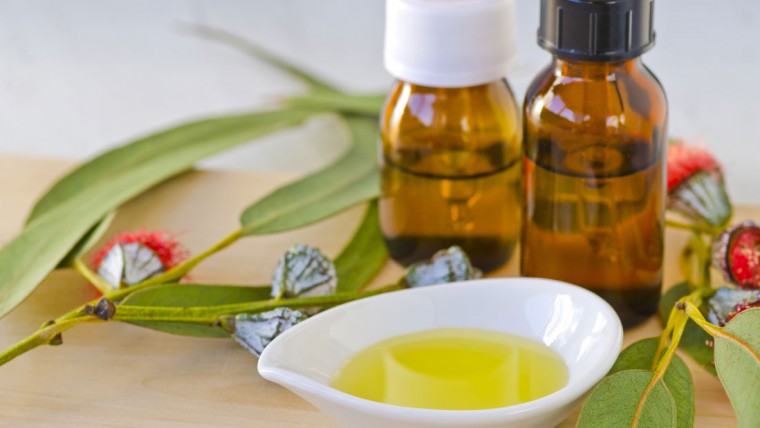 Essential health benefits of using Eucalyptus oil or Eucalli thailam