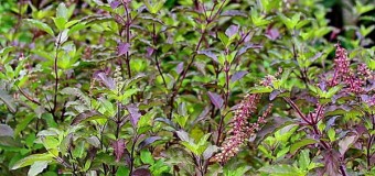 Tulsi – The Indian holy power plant – Queen of herbs