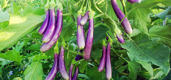 Eggplant or Brinjal is one of the most easily available and affordable vegetables