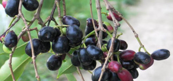 Jamun Fruit  (black plum,naval pazham) – Deep purple coloured fruit