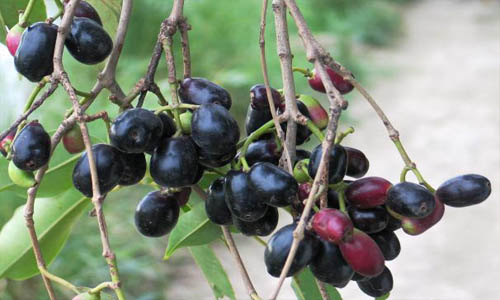 jamun-plants and fruits