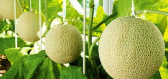 Musk Melon seeds – Cantaloupe/Muskmelon/Kharbuja