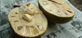 Mature Jackfruit -Raw Jack fruit – Jack Flour -The perfect Natural Remedy For Diabetes