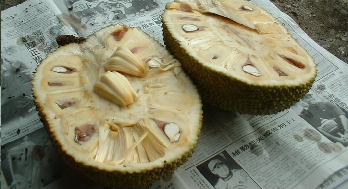 Mature Jackfruit -Raw Jack fruit -The perfect Natural ...