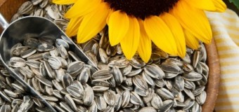 Sunflower seeds – Let the Sun Shine In